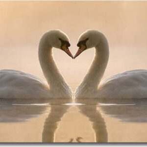 Obraz na plátně Swan Love